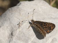 Melitaea didyma 72, Tweekleurige parelmoervlinder, Saxifraga-Marijke Verhagen