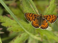 Melitaea didyma ssp meridionalis 23, Tweekleurige parelmoervlinder, Saxifraga-Jan van der Straaten