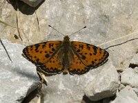 Melitaea didyma ssp meridionalis 25, Tweekleurige parelmoervlinder, male, Saxifraga-Marijke Verhagen