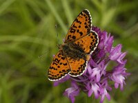Melitaea didyma ssp meridionalis 26, Tweekleurige parelmoervlinder, male, Saxifraga-Jan van der Straaten