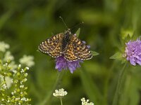 Melitaea didyma ssp meridionalis 58, Tweekleurige parelmoervlinder, female, Saxifraga-Jan van der Straaten