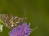 Melitaea didyma ssp meridionalis 60, Tweekleurige parelmoervlinder, female, Saxifraga-Jan van der Straaten