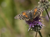 Melitaea didyma ssp meridionalis 74, Tweekleurige parelmoervlinder, Saxifraga-Marijke Verhagen
