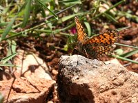 Melitaea ogygia, Sicilian Fritillary
