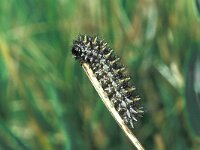 Melitaea parthenoides, Meadow Fritillary