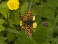 Melitaea parthenoides 23, Westelijke parelmoervlinder, male, Saxifraga-Jan van der Straaten