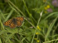 Melitaea parthenoides 26, Westelijke parelmoervlinder, Saxifraga-Jan van der Straaten