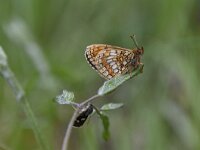 Melitaea parthenoides 30, Westelijke parelmoervlinder 01, Saxifraga-Luuk Vermeer