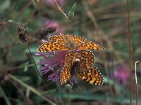 Melitaea phoebe, Knapweed Fritillary