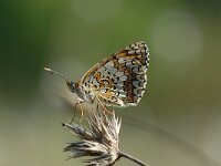 Melitaea phoebe 13, Knoopkruidparelmoervlinder, Saxifraga-Arthur van Dijk