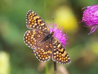 Melitaea phoebe 20, Knoopkruidparelmoervlinder, Saxifraga-Bart Vastenhouw