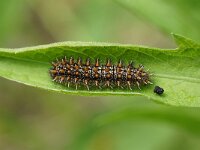 Melitaea phoebe 25, Knoopkruidparelmoervlinder, Saxifraga-Joep Steur