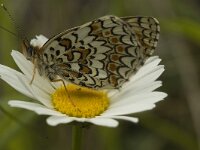 Melitaea phoebe 4, Knoopkruidparelmoervlinder, male, Saxifraga-Marijke Verhagen