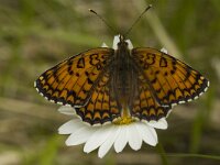 Melitaea phoebe 7, Knoopkruidparelmoervlinder, female, Saxifraga-Marijke Verhagen