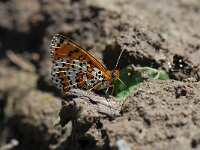 Melitaea trivia, Lesser Spotted Fritillary
