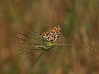 Melitaea trivia 2, Toortsparelmoervlinder, Vlinderstichting-Albert Vliegenthart