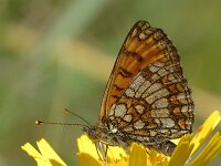 Melitaea varia, Grisons Fritillary