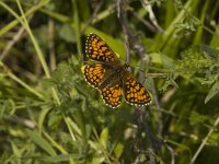 Melitaea varia 2, Alpenparelmoervlinder, female, Saxifraga-Jan van der Straaten