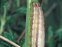 Minois dryas, False Grayling