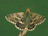 Muschampia proto, Sage Skipper