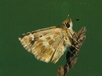 Muschampia proto 5, Klein brandkruiddikkopje, Saxifraga-Frits Bink