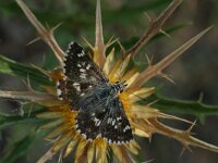 Muschampia proto 7, Klein brandkruiddikkopje, Vlinderstichting-Kars Veling