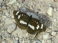 Neptis rivularis, Hungarian Glider