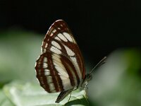 Neptis sappho 3, Lathyruszwever, Saxifraga-Arthur van Dijk