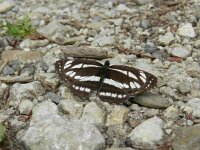 Neptis sappho 6, Lathyruszwever, Saxifraga-Rutger Barendse