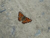 Nymphalis polychloros 2, Grote vos, Saxifraga-Jan van der Straaten