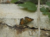 Nymphalis polychloros 3, Grote vos, Saxifraga-Jan van der Straaten