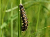 Nymphalis polychloros 31, caterpillar, Grote vos, Saxifraga-Joep Steur