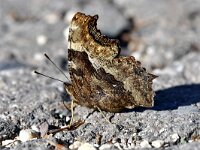 Nymphalis vau-album, False Comma