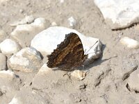 Nymphalis xanthomelas, Yellow-legged Tortoiseshell