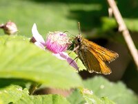 Ochlodes sylvanus 144, Groot dikkopje, Saxifraga-Bart Vastenhouw