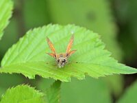 Ochlodes sylvanus 147, Groot dikkopje, Saxifraga-Tom Heijnen