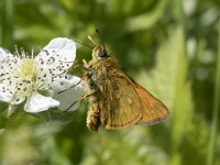 Ochlodes sylvanus 148, Groot dikkopje, Saxifraga-Willem van Kruijsbergen