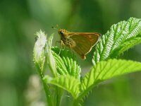 Ochlodes sylvanus 2, Groot dikkopje, female, Vlinderstichting-Henk Bosma