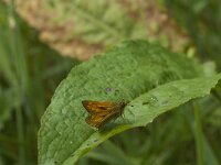Ochlodes sylvanus 81, Groot dikkopje, Saxifraga-Jan van der Straaten