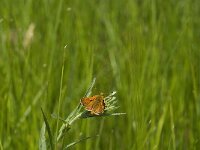 Ochlodes sylvanus 83, Groot dikkopje, Saxifraga-Jan van der Straaten