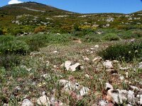 Papilio alexano 13, Zuidelijke koninginnenpage, Saxifraga-Kars Veling