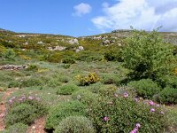 Papilio alexanor, Southern Swallowtail