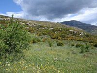 Papilio alexano 3, Zuidelijke koninginnenpage, habitat, Saxifraga-Kars Veling