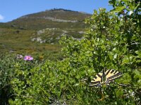 Papilio alexano 4, Zuidelijke koninginnenpage, Saxifraga-Kars Veling