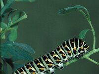 Papilio machaon, Swallowtail