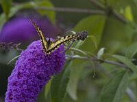 Papilio machaon 102, Koninginnenpagina, Saxifraga-Jan Nijendijk