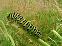 Papilio machaon 103, Koninginnepage, Saxifraga-Hans Grotenhuis
