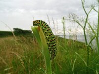 Papilio machaon 104, Koninginnepage, Saxifraga-Hans Grotenhuis