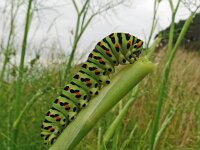 Papilio machaon 105, Koninginnepage, Saxifraga-Hans Grotenhuis
