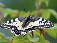 Papilio machaon 107, Koninginnenpage, Saxifraga-Tom Heijnen